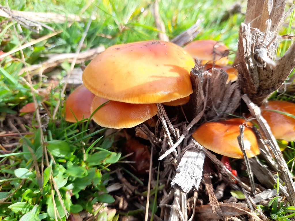 Flammulina · November 2025 · photo: © slaven_kljucanin (iNaturalist, cc-by-nc)