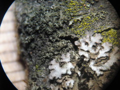 Phaeophyscia nigricans