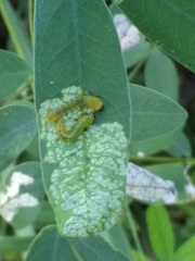 Adurgoa gonagra