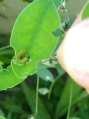 Adurgoa gonagra