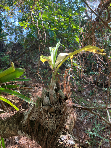 Catasetum pendulum