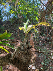 Catasetum pendulum, photograph (c) Aaron Liston, some rights reserved (CC BY)
