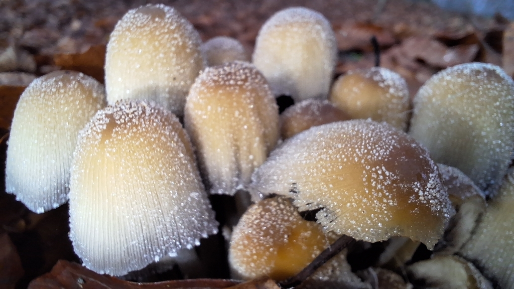 Coprinellus micaceus · November 2025 · photo: © naturebynigg (iNaturalist, cc-by)