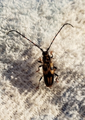 Martinsellus signatus