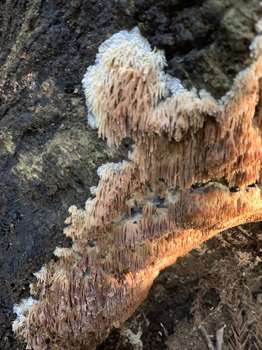 Radulomyces copelandii