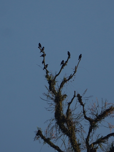Short-tailed Starling (Aplonis minor), photo 6
