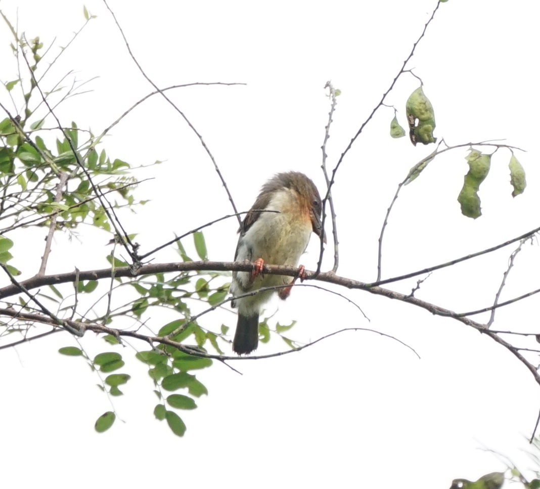 Brown Barbet (Caloramphus fuliginosus), photo 9