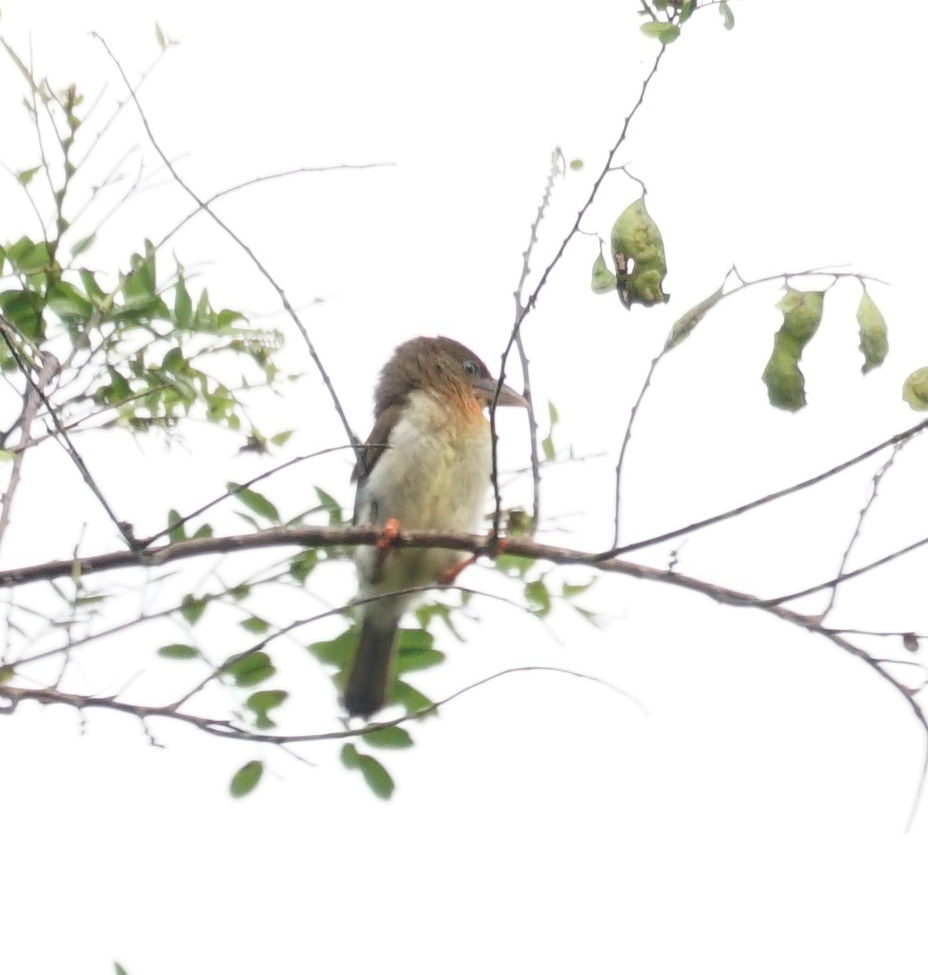 Brown Barbet (Caloramphus fuliginosus), photo 10