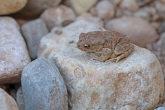 Sclerophrys mauritanica