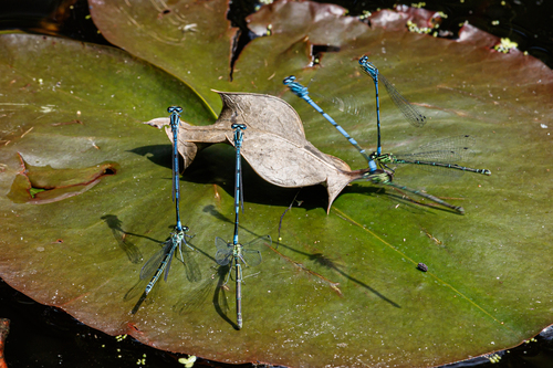Azure damselfly