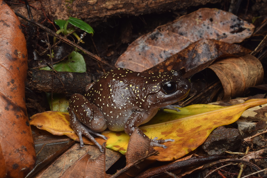 Callulops kampeni (Callulops kampeni)