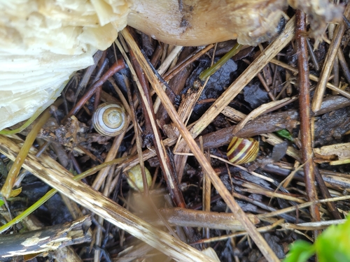 Cepaea hortensis