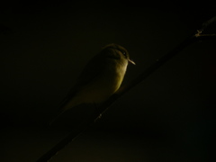 Microeca flavigaster