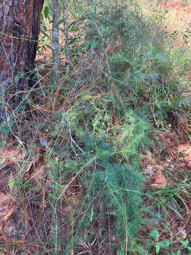 Ipomoea perpartita