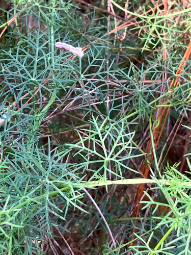 Ipomoea perpartita, photograph 2