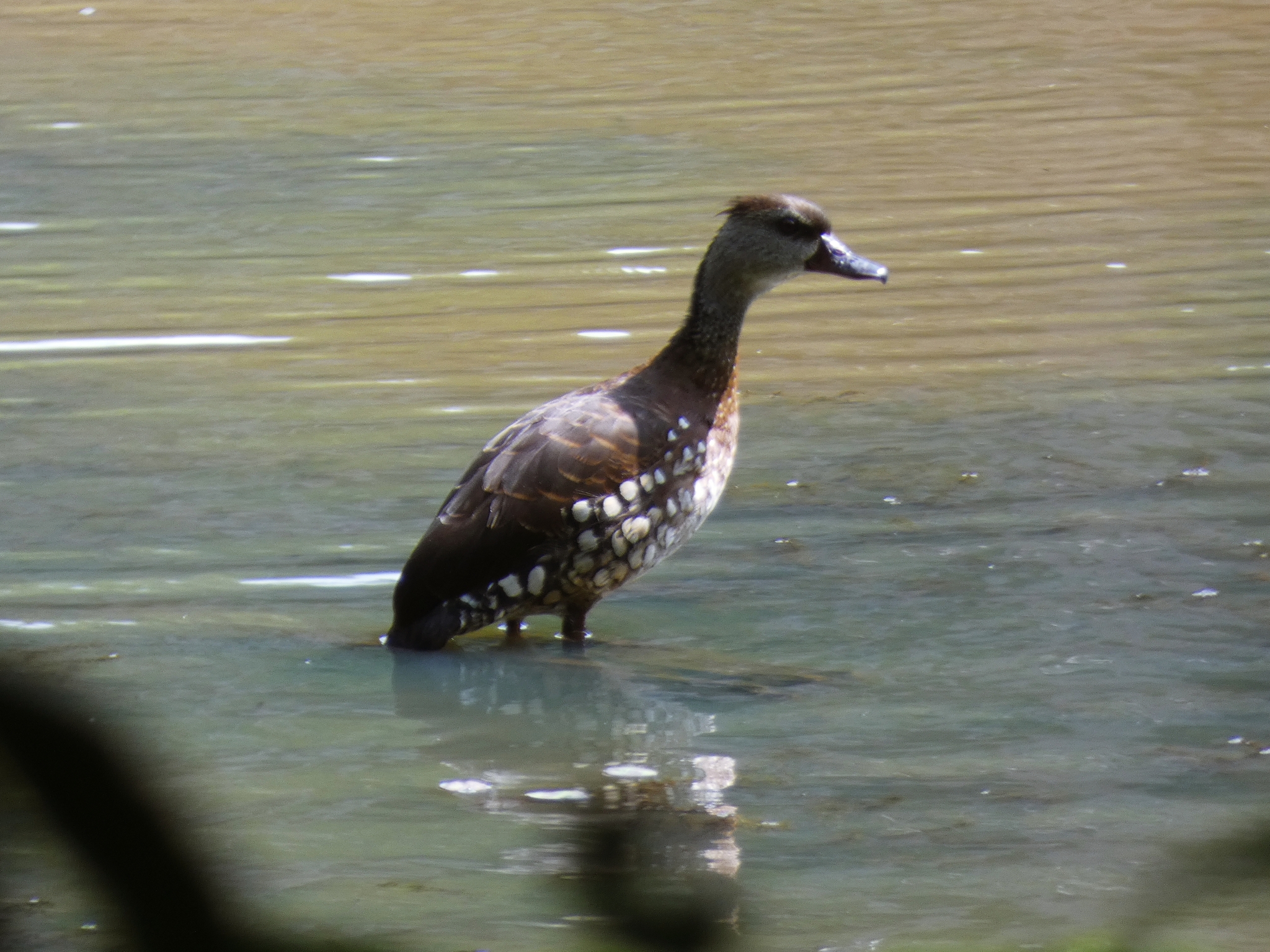 Spotted Whistling Duck (Dendrocygna guttata), photo 1
