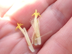 Pteronia cinerea