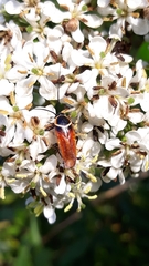 Pseudomops neglectus