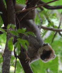Eulemur rufifrons