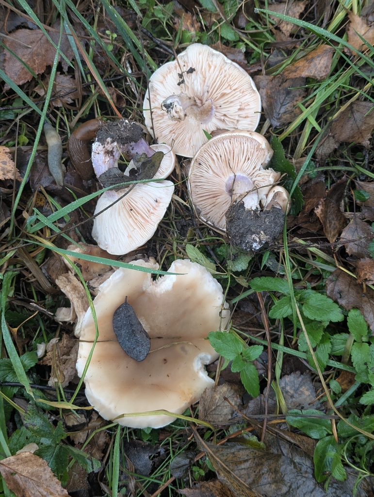 Collybia personata · November 2025 · photo: © dmitry_trutsko (iNaturalist, cc-by)