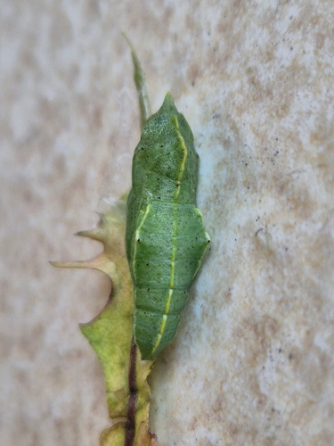 Southern Small White, photo 3 of 10