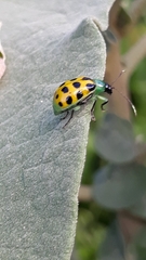 Diabrotica limitata