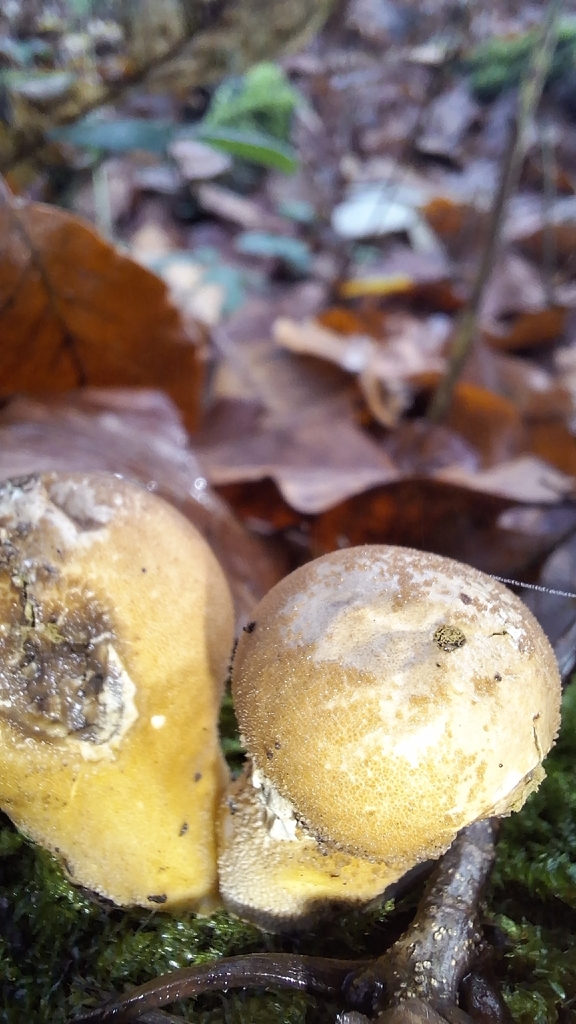 Apioperdon pyriforme · November 2025 · photo: © naturebynigg (iNaturalist, cc-by)
