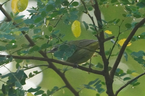Javan Heleia (Heleia javanica), photo 10
