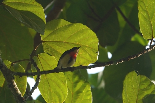 Javan Flowerpecker (Dicaeum sanguinolentum)