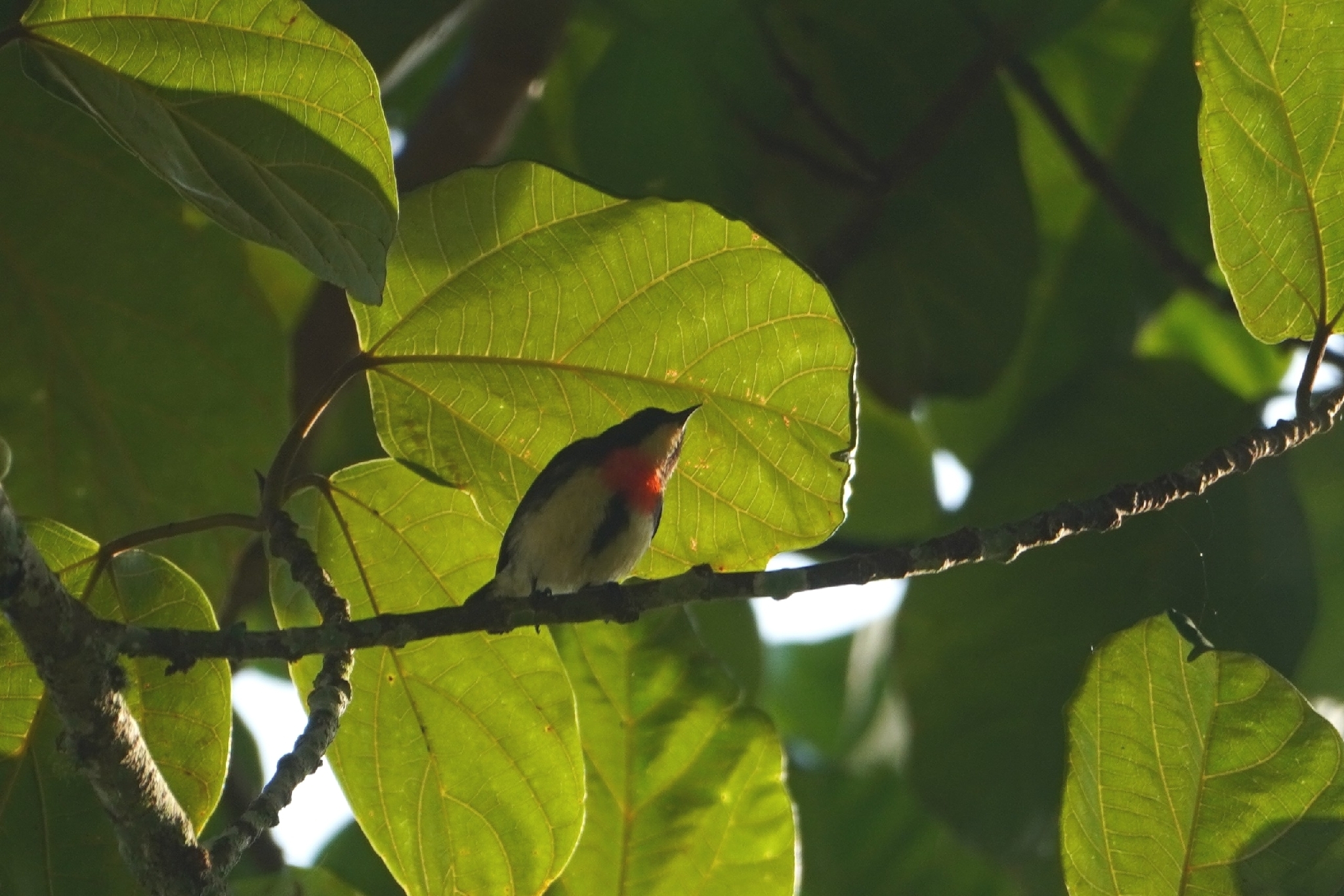 Javan Flowerpecker