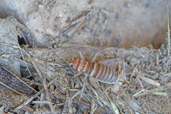 Gryllomorpha