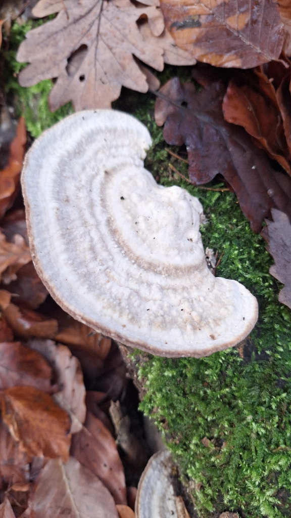 Trametes gibbosa · November 2025 · photo: © naturebynigg (iNaturalist, cc-by)