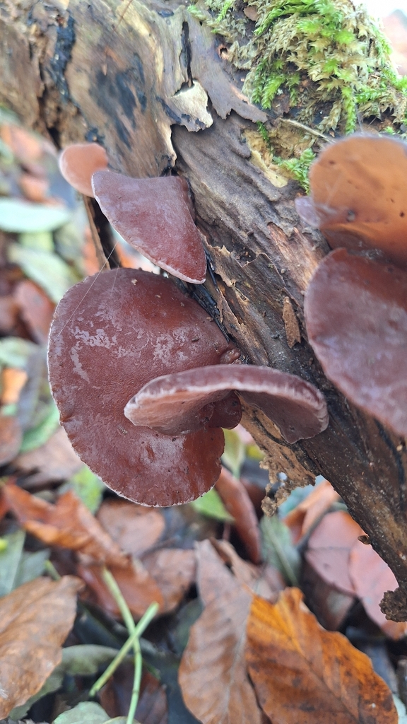 Auricularia auricula-judae · November 2025 · photo: © naturebynigg (iNaturalist, cc-by)