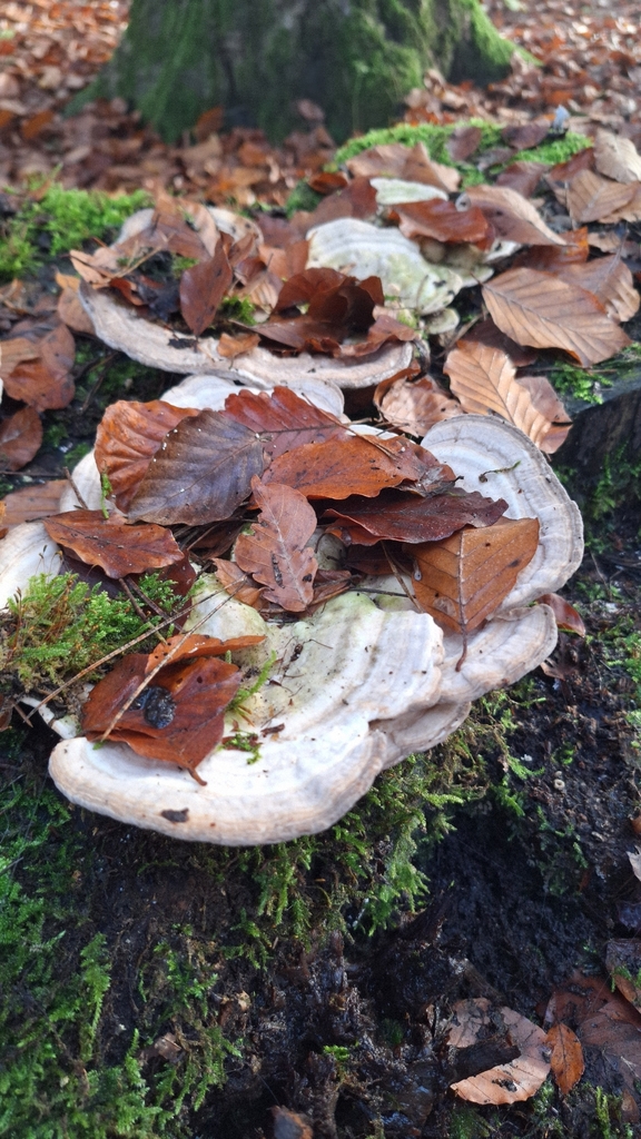 Trametes gibbosa · November 2025 · photo: © naturebynigg (iNaturalist, cc-by)