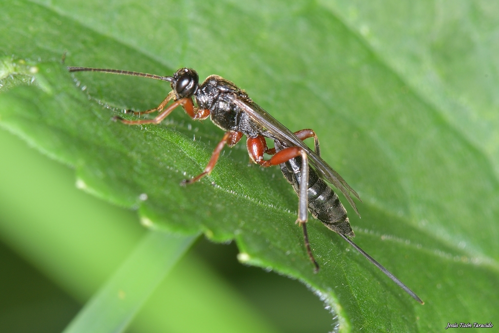 Ischnoceros