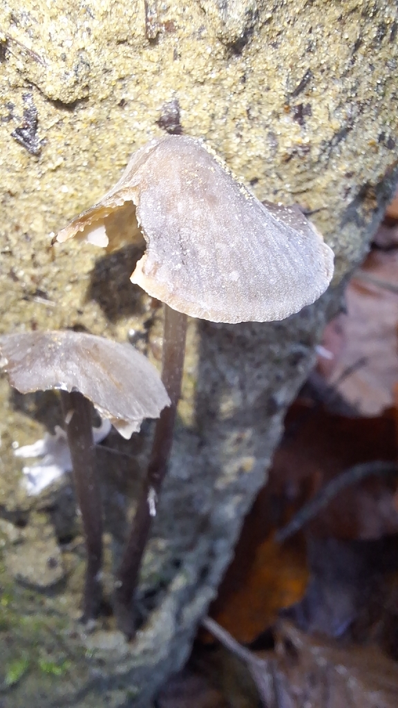 Mycena polygramma