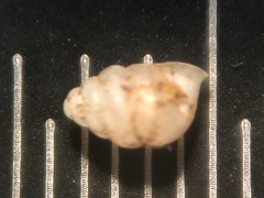 Gastrocopta contracta