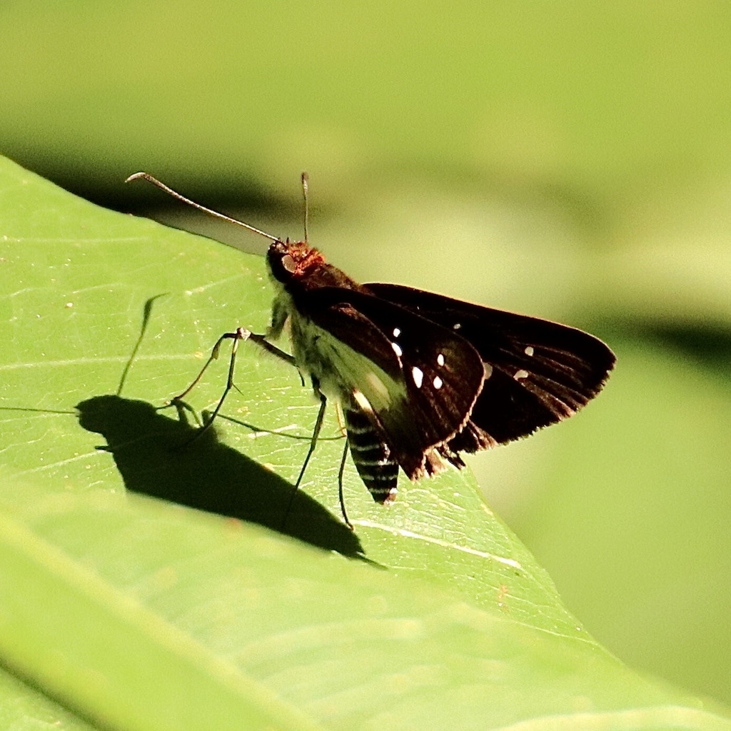 Vettius triangularis
