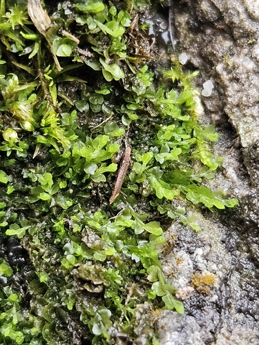 Mountain Notchwort (Mesoptychia collaris)