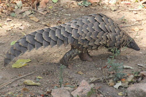 Manis temminckii Smuts, 1832