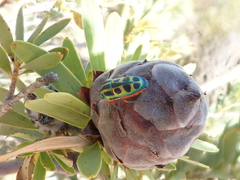 Calidea dregii