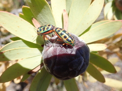 Calidea dregii