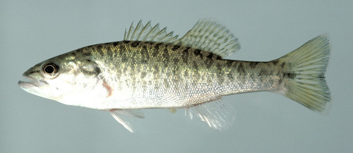 Shoal Bass
