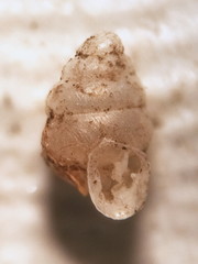 Gastrocopta contracta