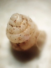 Gastrocopta contracta