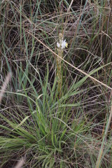 Chlorophytum transvaalense