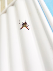 Micrathena macfarlanei