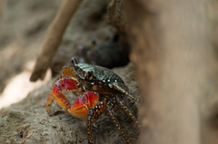 Goniopsis
