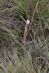 Chlorophytum transvaalense