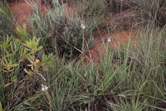 Chlorophytum transvaalense